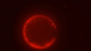 Scientists have built a cell from scratch for the first time pictured here with its membrane stained red, assembled from non-living chemical components. Credit: Orion Venero/Adamala Lab