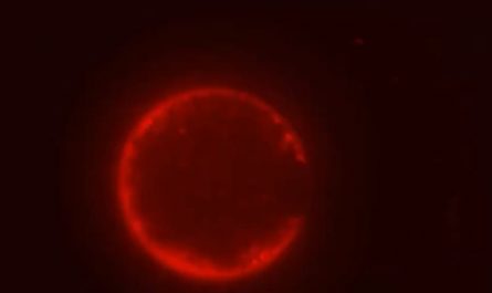 Scientists have built a cell from scratch for the first time pictured here with its membrane stained red, assembled from non-living chemical components. Credit: Orion Venero/Adamala Lab