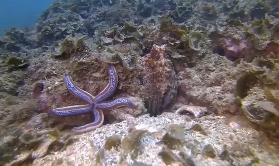 Scientists say octopuses have been seen punching fish, possibly just out of spite.