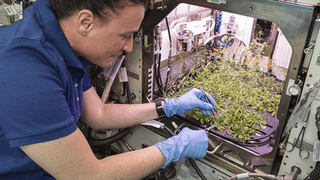 Scientists say plants could one day grow life-saving medicines in space