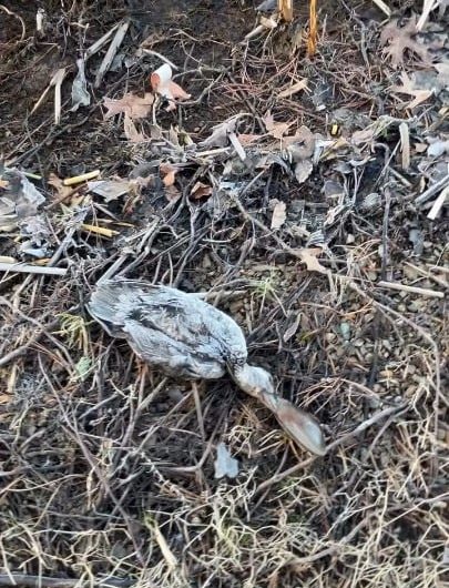 Seemingly harmless clam killed a duck