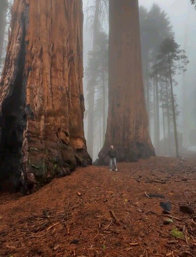 Sequoia National Park, California. Home to some of the largest trees on Earth