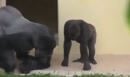 Silverback and his son observing a caterpillar