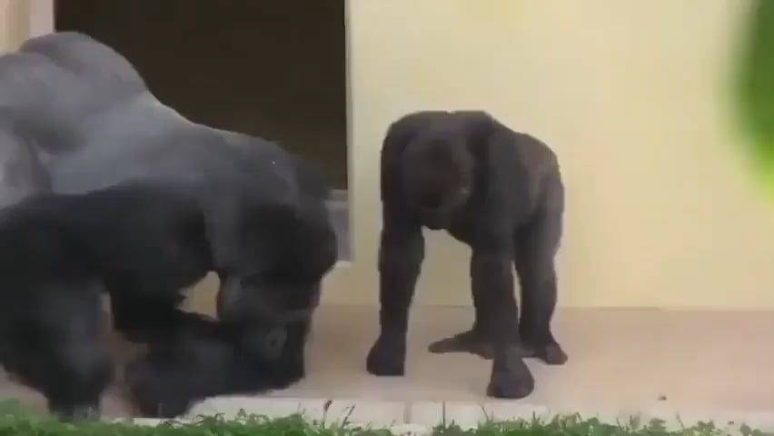 Silverback and his son observing a caterpillar
