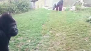Silverback sees a little girl banging her chest so he charges her
