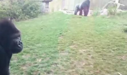 Silverback sees a little girl banging her chest so he charges her