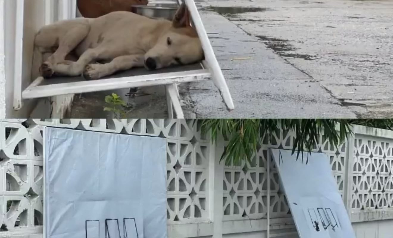 Simply Designed Foldable Shelters for Street Dogs in Thailand