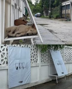 Simply Designed Foldable Shelters for Street Dogs in Thailand