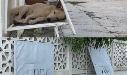 Simply Designed Foldable Shelters for Street Dogs in Thailand