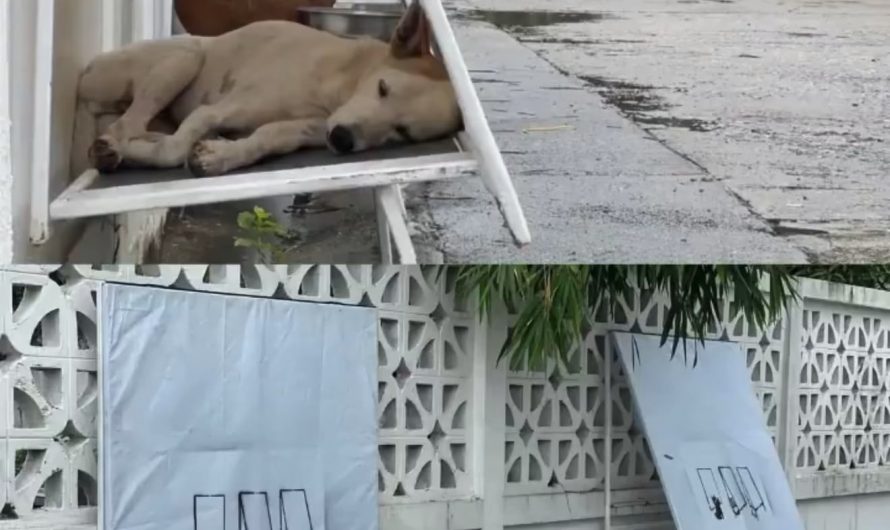 Simply Designed Foldable Shelters for Street Dogs in Thailand