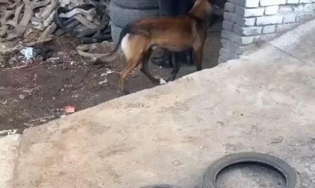 Smart dog helps his human move tires, and figures out how to carry four tires in one bite
