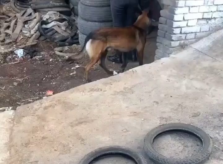 Smart dog helps his human move tires, and figures out how to carry four tires in one bite
