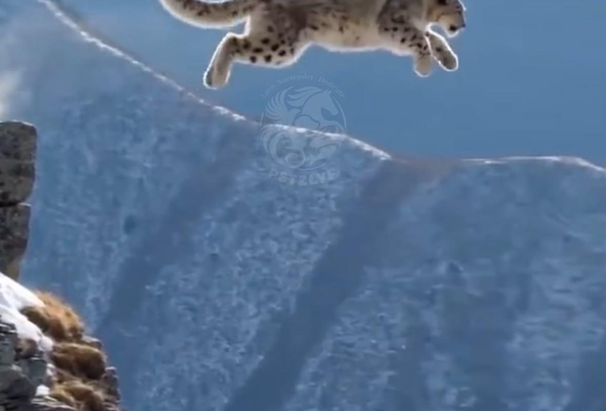 Snow leopards can jump upto 50 feet, making them Earth’s # 1 horizontal-jumping land animal