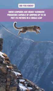 Snow leopards can jump upto 50 feet, making them Earth’s # 1 horizontal-jumping land animal