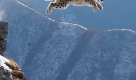Snow leopards can jump upto 50 feet, making them Earth’s # 1 horizontal-jumping land animal
