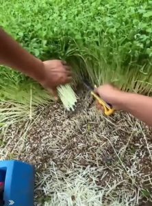 Some Satisfying Harvesting