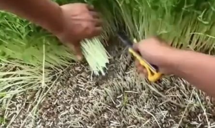 Some Satisfying Harvesting