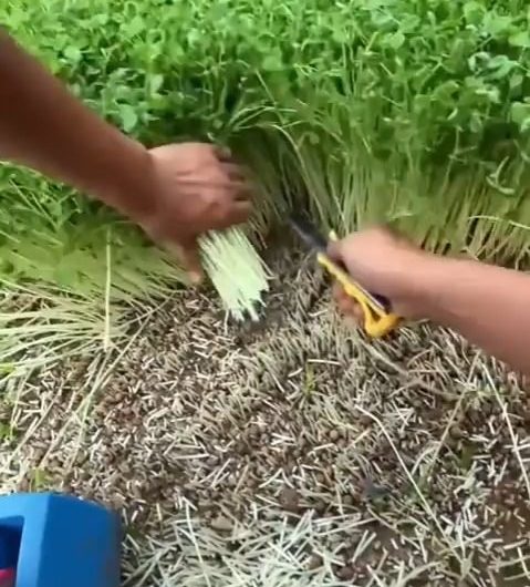 Some Satisfying Harvesting