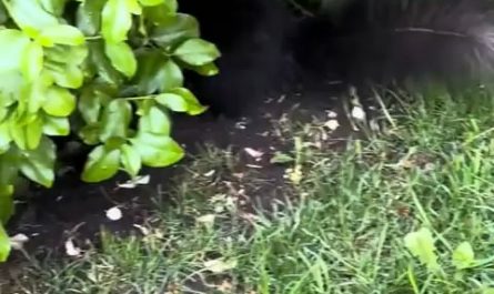 Squirrels carry their babies by curling them like fluffy balls.