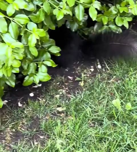 Squirrels carry their babies by curling them like fluffy balls.