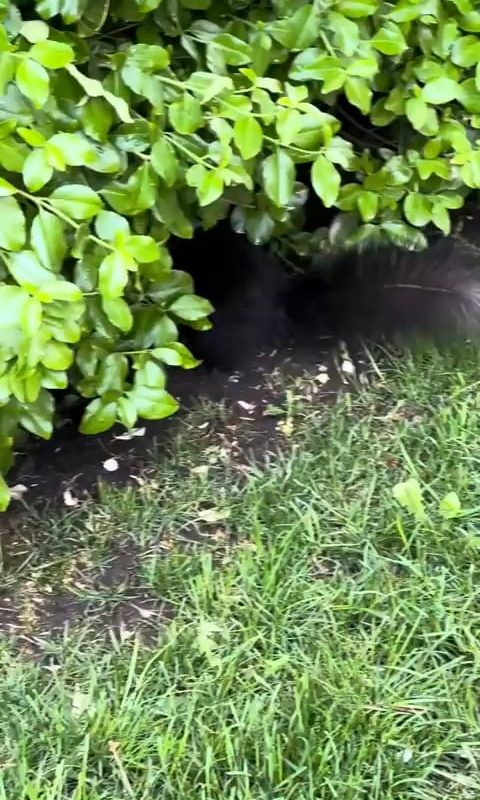 Squirrels carry their babies by curling them like fluffy balls.