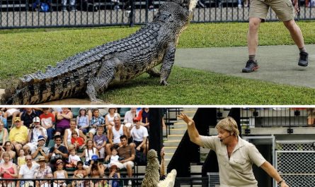 Steve Irwin and his son, Robert Irwin, feeding the same crocodile 15 years apart