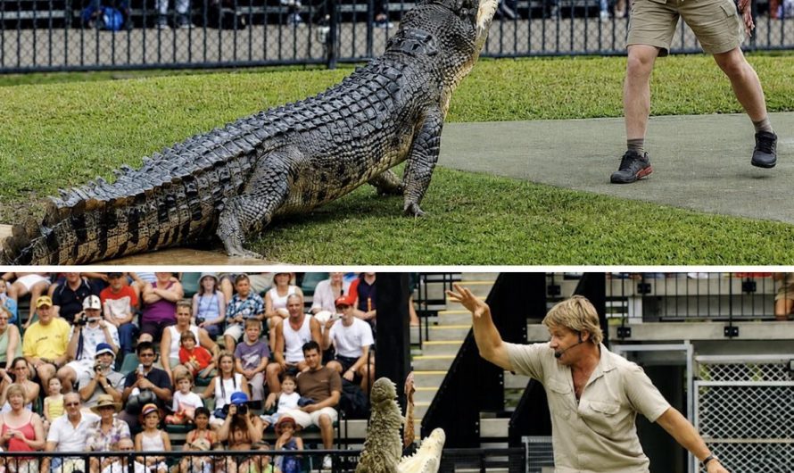 Steve Irwin and his son, Robert Irwin, feeding the same crocodile 15 years apart