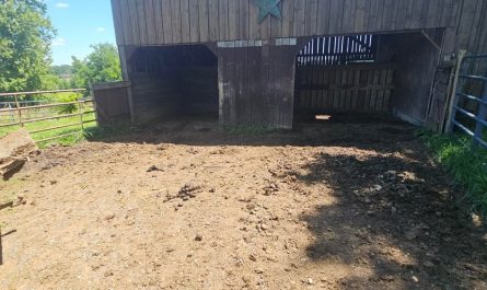Sunday chores, with some helpful/naughty horses as tax lol