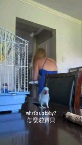 Talking parrot