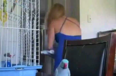 Talking parrot