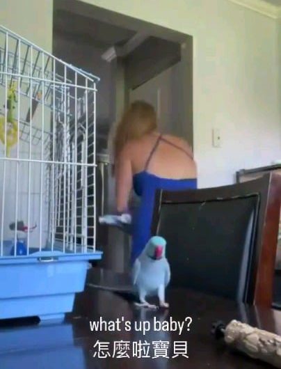 Talking parrot
