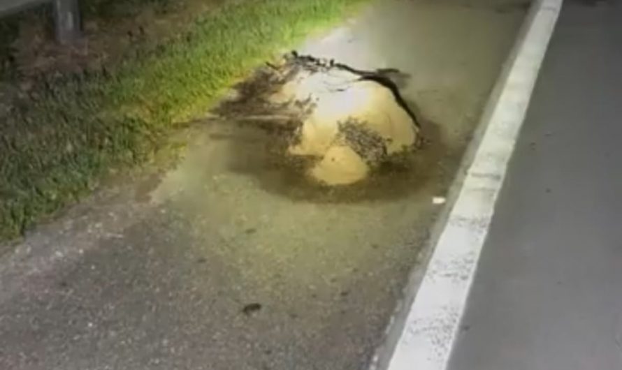 Tens of thousands of maggots eating a dead alligator