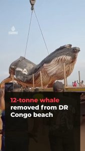 That’s one massive whale.