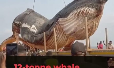 That’s one massive whale.