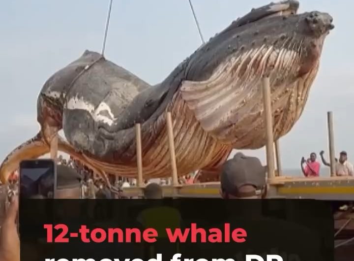 That’s one massive whale.