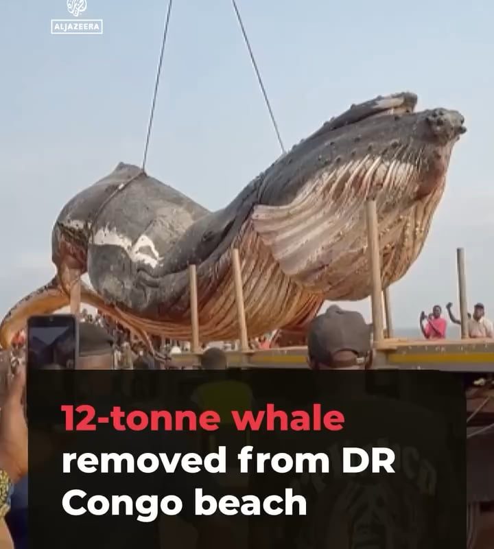 That’s one massive whale.