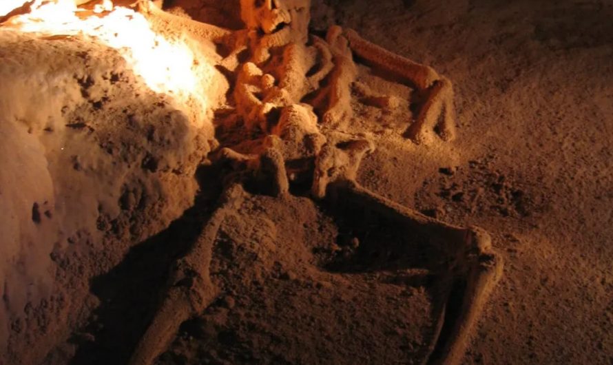The Crystal Maiden of Actun Tunichil Muknal is a complete skeleton covered in stalactites, found in a ceremonial Maya cave in Belize. Archaeologists believe it belonged to a young man who was a sacrificial victim, and over the years, his remains became entirely coated in a crystal-like layer.