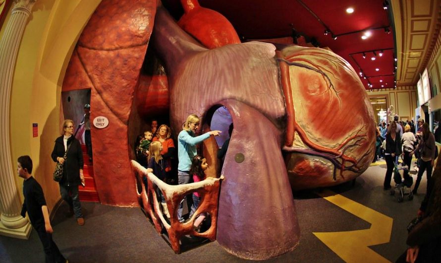 The Franklin institute in Philadelphia has a  giant human heart that kids can walk through to learn how the cardiovascular system works. It was built in 1953 and  the deeper you go inside the audio of the heart beat sound gets louder