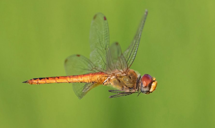 The Globe Skimmer Dragonfly has world record of longest migration by an insect of about 16000-18000 km much more than monarch butterfly!!!