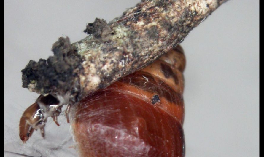 The Hawaiian Snail-Eating Caterpillar: this caterpillar feeds on live snails, using strands of silk to immobilize its prey and then climbing into the victim’s shell to feed; this species also creates its own camouflage using silk, lichen, and bits of foliage