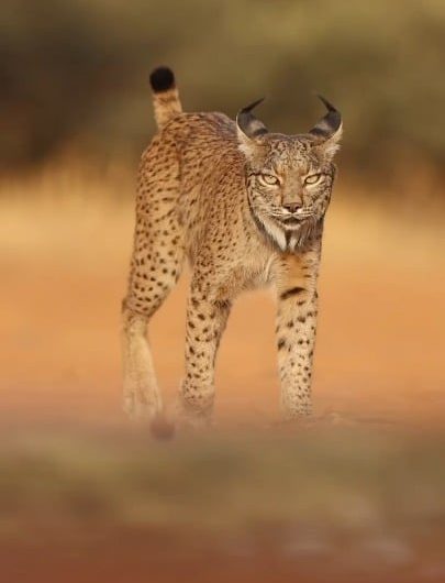 The Iberian lynx came within a few dozen breeding adults of extinction—and this is one in the wild