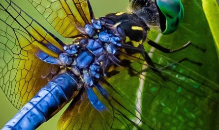The Intricate Muscles Powering A Blue Dasher (Pachydiplax longipennis)