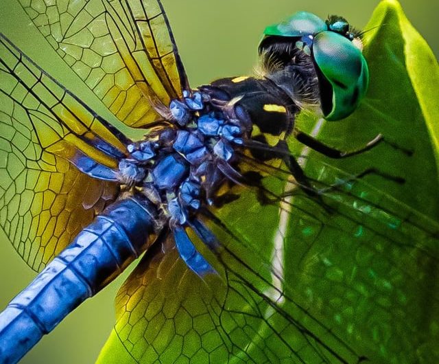 The Intricate Muscles Powering A Blue Dasher (Pachydiplax longipennis)