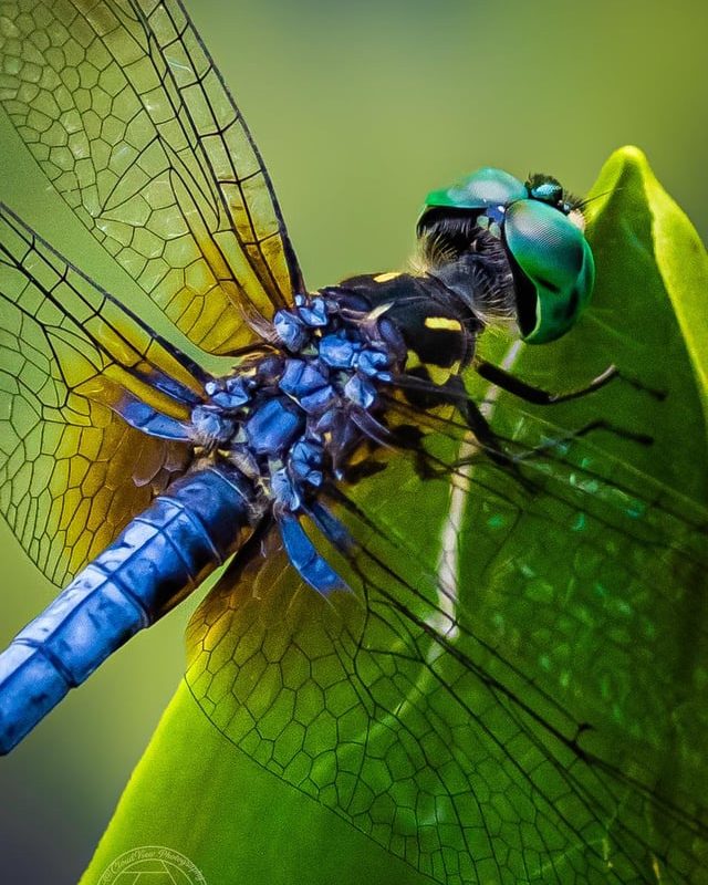 The Intricate Muscles Powering A Blue Dasher (Pachydiplax longipennis)
