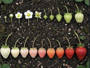 The Life Cycle of a Strawberry
