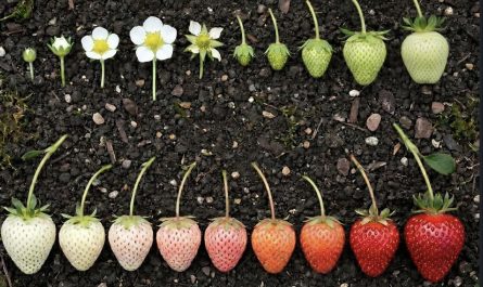 The Life Cycle of a Strawberry