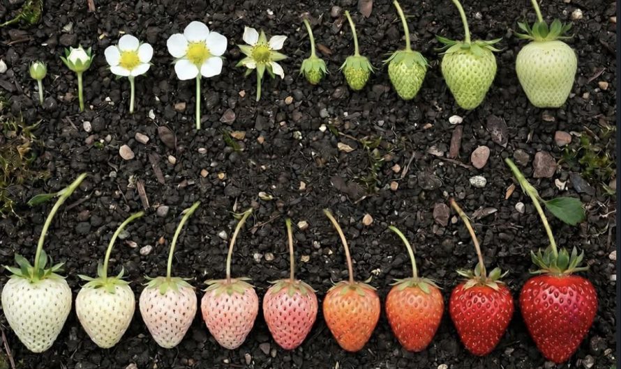 The Life Cycle of a Strawberry