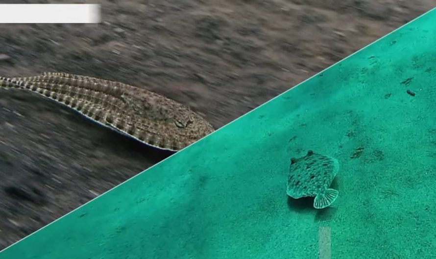 The Mimic Octopus Disguising Itself as Some Other Sea Creatures