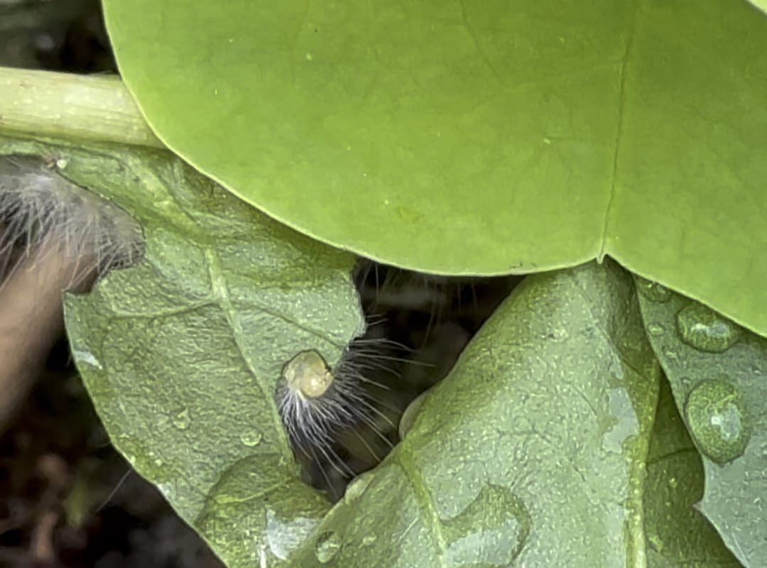 The Moderately Hungry Caterpillar [OC]