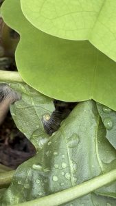 The Moderately Hungry Caterpillar [OC]
